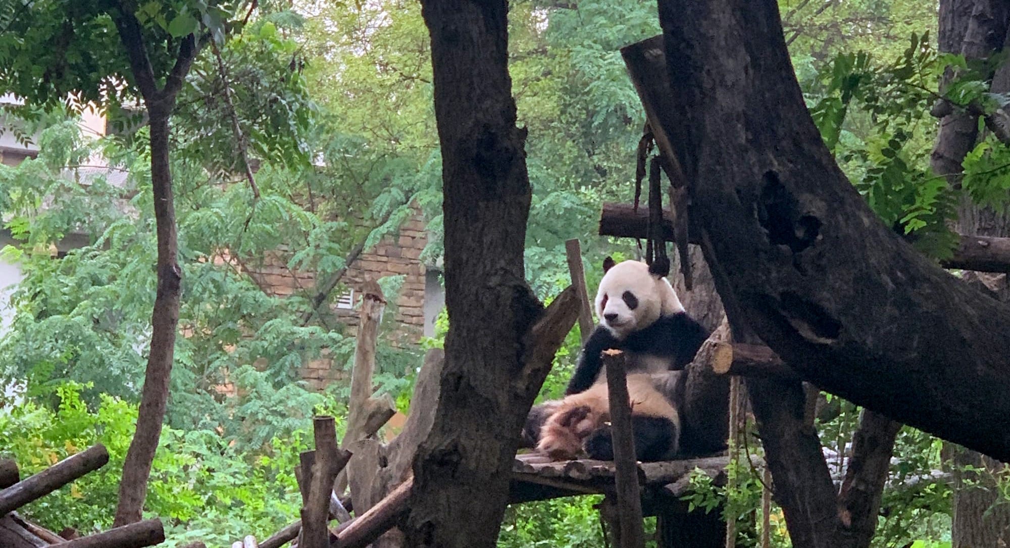 Panda resting in the Panda Breeding Research Center in Chengdu