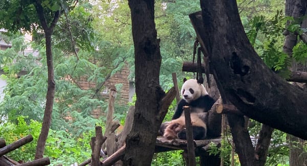 Visiting Chengdu with Kids: The Ultimate Family Guide